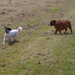 South Hams-20130626-00302